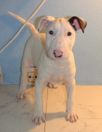 BULLTERRIER   515