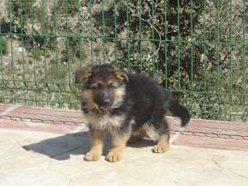 Cachorros Pastor Aleman de 2 i 3 meses.