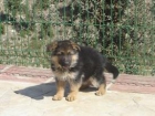 Cachorros Pastor Aleman de 2 i 3 meses. - mejor precio | unprecio.es