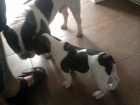 vendo o cambio bulldog frances - mejor precio | unprecio.es
