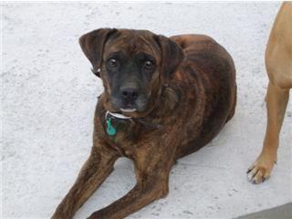 Adoptar a Martina !!
