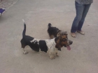 Basset hound, perros, cachorros, criadero, venta. Preciosa camada, se entrega - mejor precio | unprecio.es