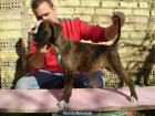 boxer cachorro macho atigrado pedigree de campeones - mejor precio | unprecio.es