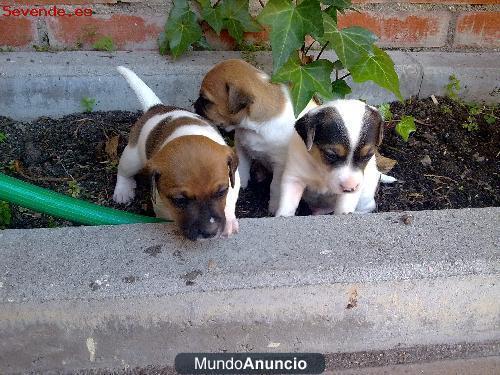 Cachorros de Jack Russell Terrier