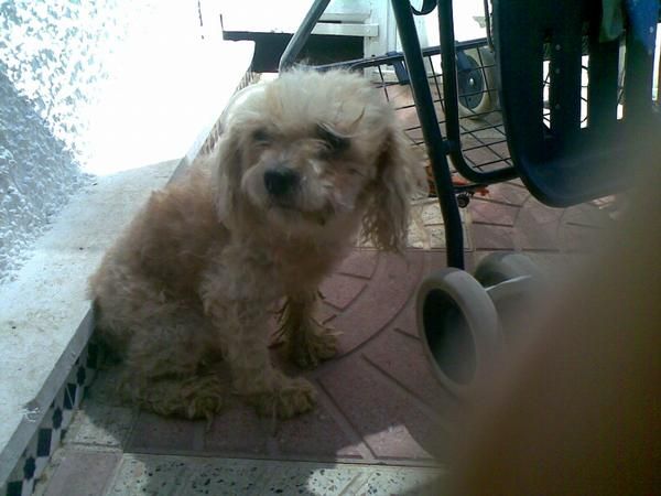 CANICHE DE 4 AÑOS HEMBRA APRICOT MUY ECONOMICA