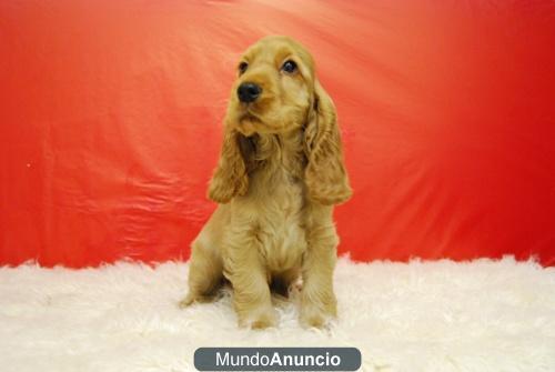 Cocker Spaniel camada con dos meses