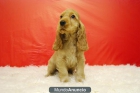 Cocker Spaniel camada con dos meses - mejor precio | unprecio.es