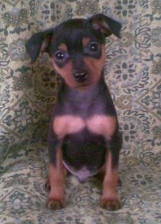 MINI  PINSCHER  340