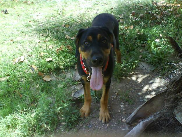 Regalo Cachorro de mestizo de Rottwailer