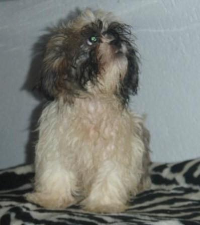 SHIH-TZU, criados en familia