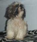 SHIH-TZU, criados en familia - mejor precio | unprecio.es