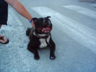 staffordshire bull terrier - mejor precio | unprecio.es