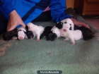 Vendo cachorros de bulldog frances - mejor precio | unprecio.es