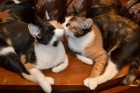 Susie y Lulú, inseparables gatitas en adopción - mejor precio | unprecio.es