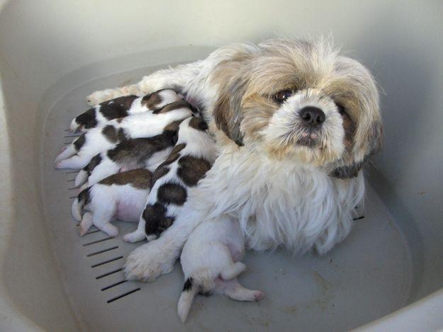 cachorros de shitzu