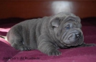 cachorros shar pei azul, chocolate y negro - mejor precio | unprecio.es