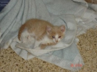 Doy en adopción gatitos de 2 meses preciosos - mejor precio | unprecio.es