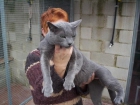 GATOS DE RAZA  ABISINIOS  AZUL RUSO  BOSQUE DE NORUEGA  BURMES  BURMILLA  BRITISCH SHORTAIR  EXOTICO  MAINE COON - mejor precio | unprecio.es