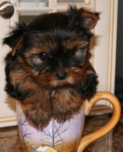 Genuine Calidad Teacup Yorkies