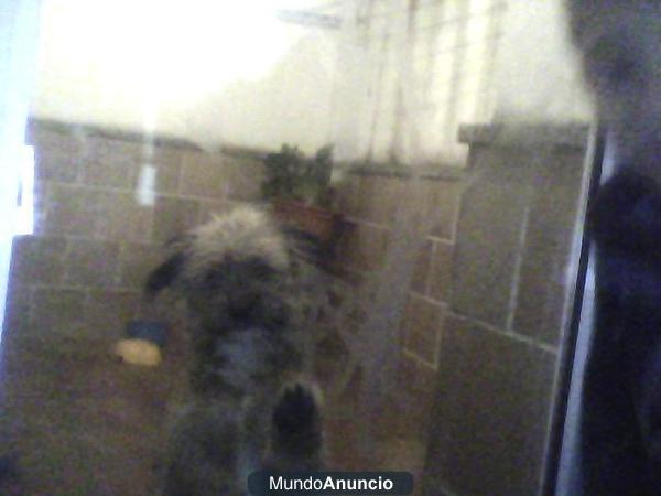 regalo un perro llamado ranbo