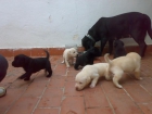 vendo cachorros de labrador - mejor precio | unprecio.es