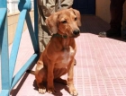 CACHORRITA 3 MESES BRACO HUNGARA BUSCA HOGAR - mejor precio | unprecio.es