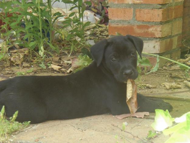 Cachorro cruce de Labrador en adopcion