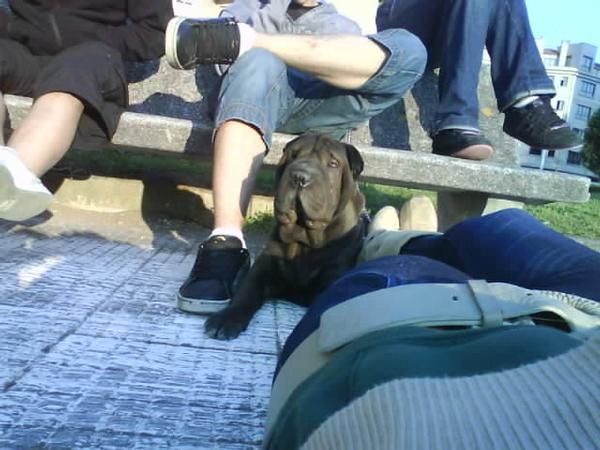 macho busca hembra shar-pei para cruce