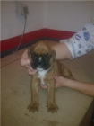 MARAVILLOSA CAMADA DE BOXER CON PEDIGREE DE LOE 350 EUROS - mejor precio | unprecio.es