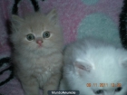 SE VENDE GATITOS PERSA/ ANGORA - mejor precio | unprecio.es