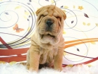 SHAR PEI LINDOS EJEMPLARES DE CALIDAD - mejor precio | unprecio.es