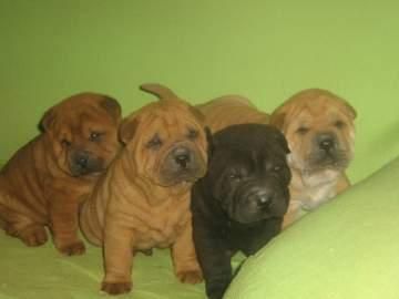 SHAR PEIS NACIONALES