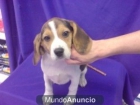 BEAGLE perro alegre, perros, cachorros, criadero, venta. - mejor precio | unprecio.es