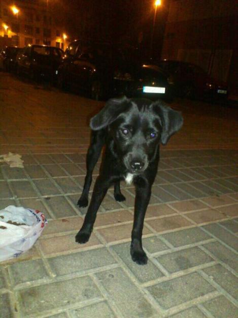 Cachorrito mestizo busca hogar. gratis.