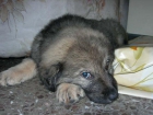 cachorros de raza grande en adopcion - mejor precio | unprecio.es