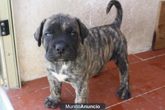 Cachorros PRESA CANARIO