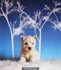 Camada de machos y hembras West Highland White con pedigree - mejor precio | unprecio.es