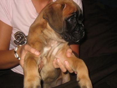 Impresionante cachorro BOXER exc pedigree.