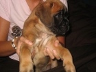 Impresionante cachorro BOXER exc pedigree. - mejor precio | unprecio.es