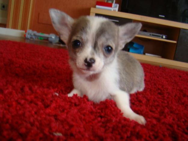 mcho atigrado!!uno de los pocos cachorros que nacen con este color!!
