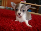 mcho atigrado!!uno de los pocos cachorros que nacen con este color!! - mejor precio | unprecio.es