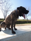 presa canario para monta - mejor precio | unprecio.es