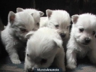 SE VENDE CACHORROS DE WEST HIGLAN WHITE TERRIER jh - mejor precio | unprecio.es