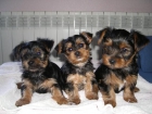 Se vende cachorros de yorkshire - mejor precio | unprecio.es