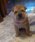 Shar pei americano para montas (jaen) - mejor precio | unprecio.es