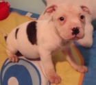 vendo cachorrita de american pitt bull - mejor precio | unprecio.es