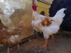 Venta de pollos de engorde - mejor precio | unprecio.es