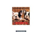 BULLDOG FRANCE ..EN \"MES QUE GOSOS\", 3 TIENDAS Y CLINICAS VETERINARIAS - mejor precio | unprecio.es