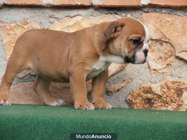 Bulldog Ingles de maxima calidad al mejor precio