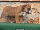 Bulldog Ingles de maxima calidad al mejor precio - mejor precio | unprecio.es